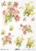 prymulka, prymulki, kwiat, ogród, łąka, wiosna, R960, primulas, flower, garden, meadow, spring, Primeln, Blume, Garten, Wiese, Frühling, prímulas, flor, jardín, prado, primavera